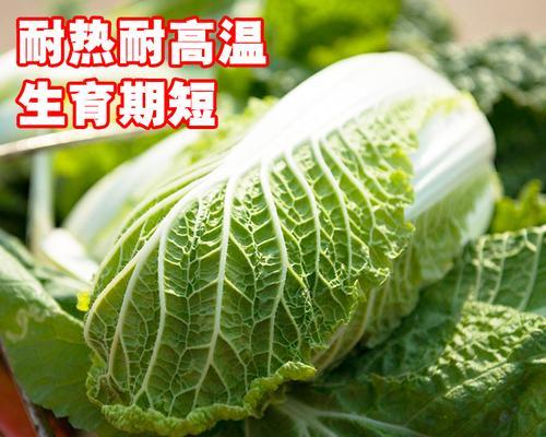 小森生活种植白菜攻略（种植白菜小窍门）
