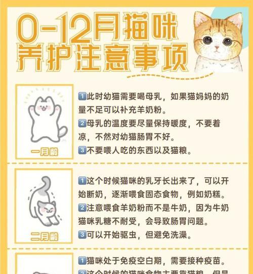 《以小森生活养猫攻略新手养猫技巧详解》（游戏中如何成为一位合格的猫奴）