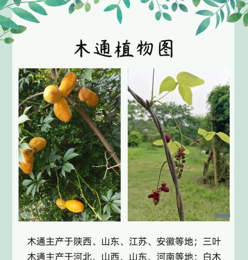 木可可的获取方法有哪些？