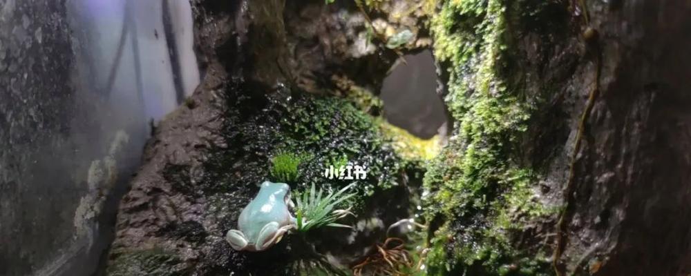 探索珍奇物品的乐趣——《旅行青蛙珍品》游戏全解析（发现惊喜）